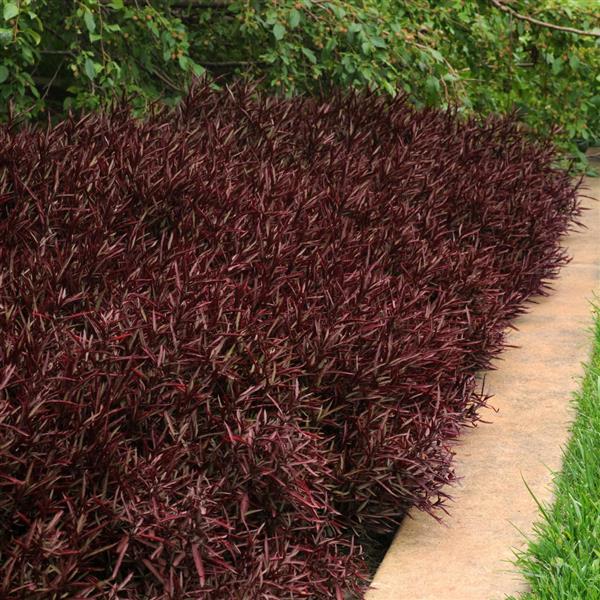 PLANT NAME Landscape