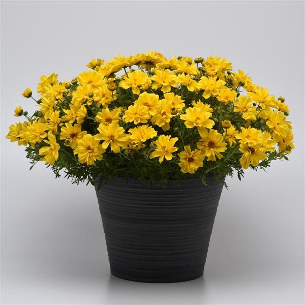 PLANT NAME Container