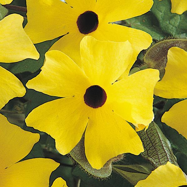 PLANT NAME Bloom