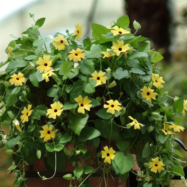 PLANT NAME Container
