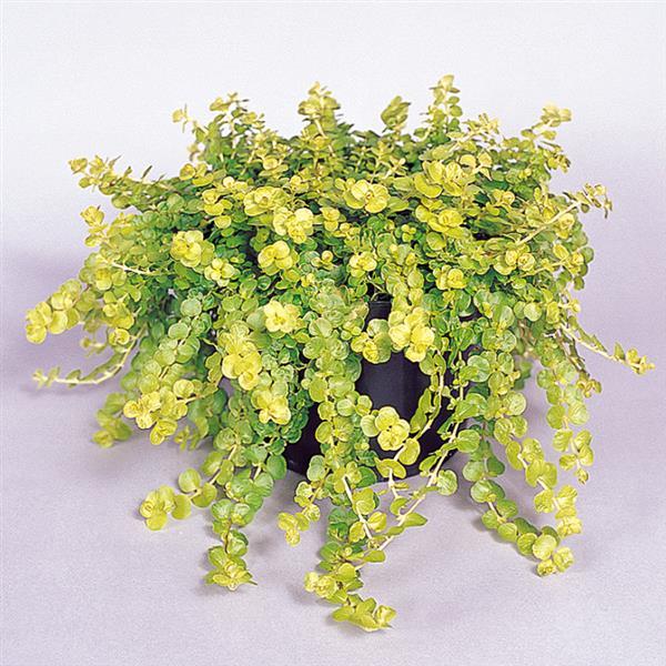 PLANT NAME Container