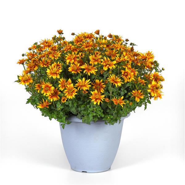 PLANT NAME Container