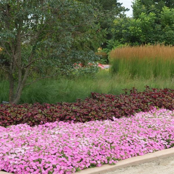 PLANT NAME Commercial Landscape 2