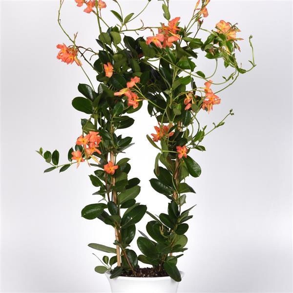PLANT NAME Container