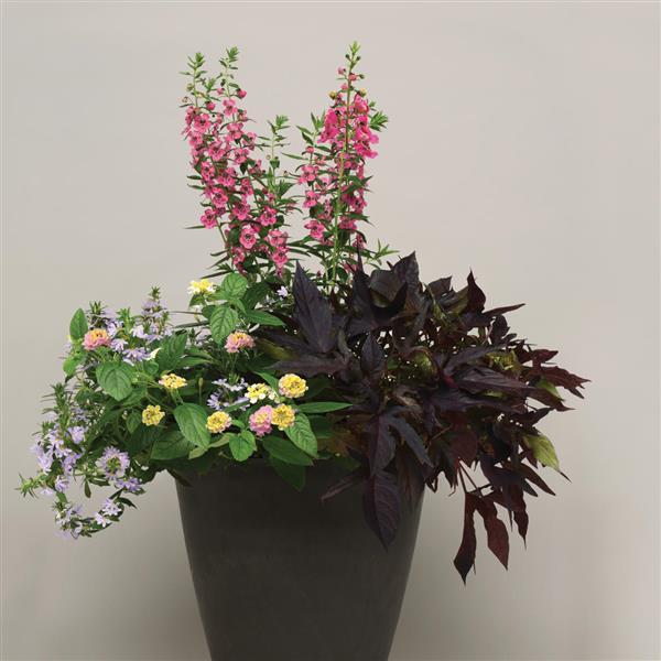 PLANT NAME Container