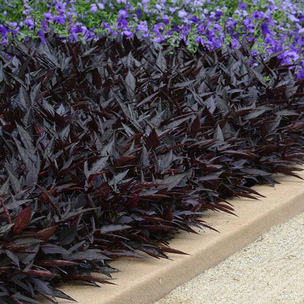 PLANT NAME Landscape
