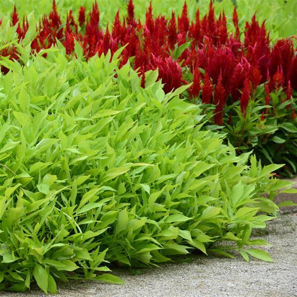 PLANT NAME Commercial Landscape 1