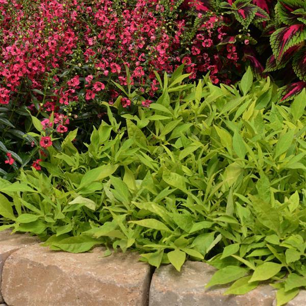 PLANT NAME Commercial Landscape 2