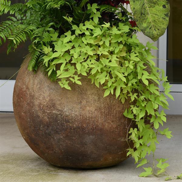 PLANT NAME Container
