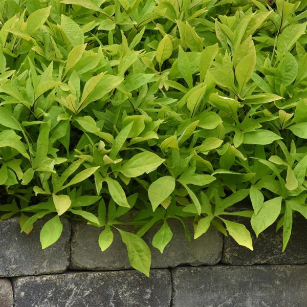 PLANT NAME Landscape