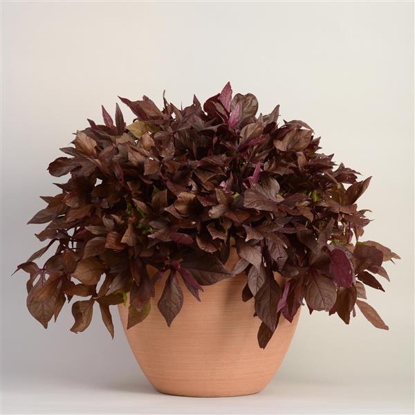 PLANT NAME Container