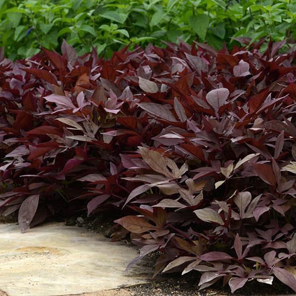 PLANT NAME Landscape