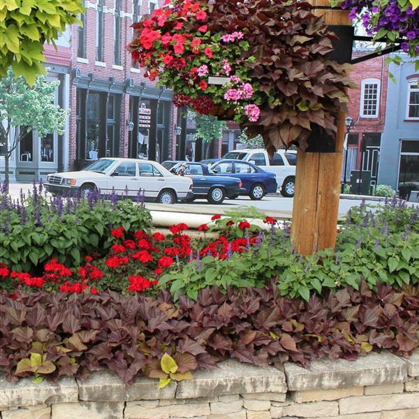 PLANT NAME Commercial Landscape 2