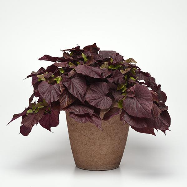 PLANT NAME Container