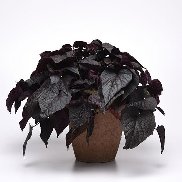 PLANT NAME Container
