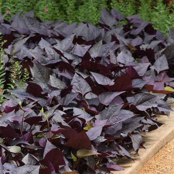PLANT NAME Landscape