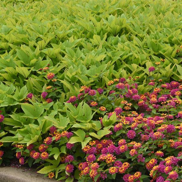 PLANT NAME Commercial Landscape 1