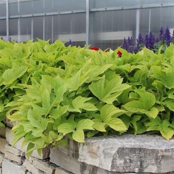 PLANT NAME Commercial Landscape 2