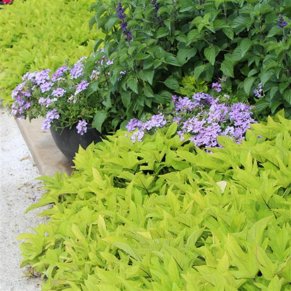 PLANT NAME Commercial Landscape 3