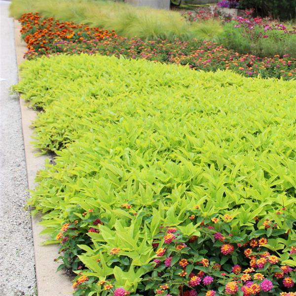 PLANT NAME Commercial Landscape 4