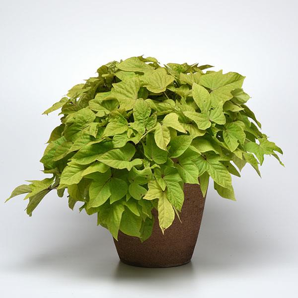 PLANT NAME Container