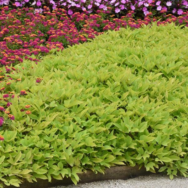 PLANT NAME Landscape