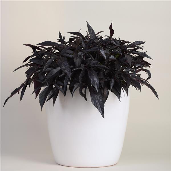 PLANT NAME Container