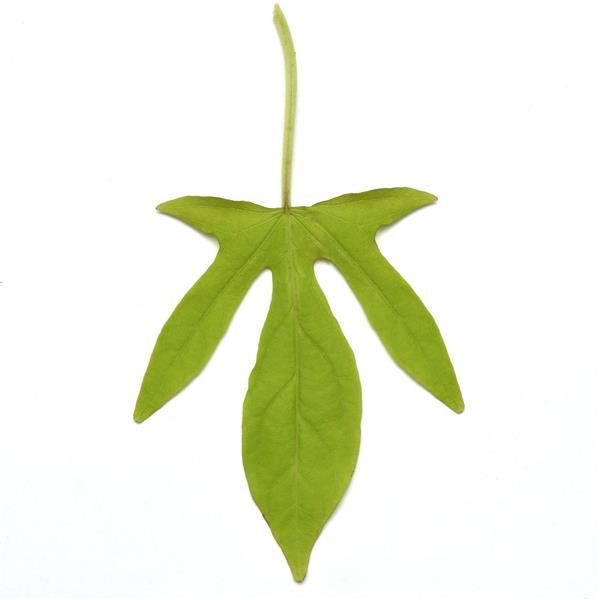 PLANT NAME Bloom