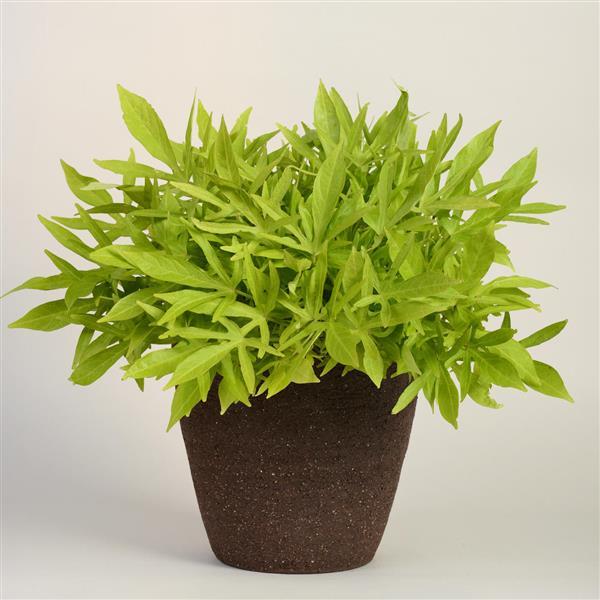 PLANT NAME Container