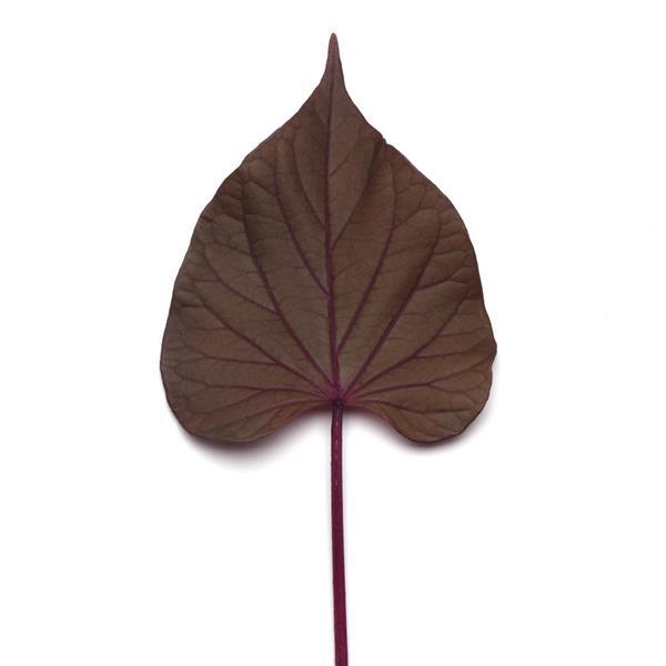 PLANT NAME Bloom