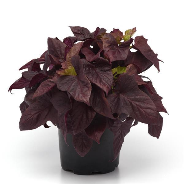 PLANT NAME Container