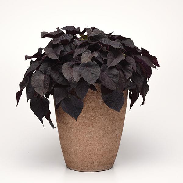 PLANT NAME Container