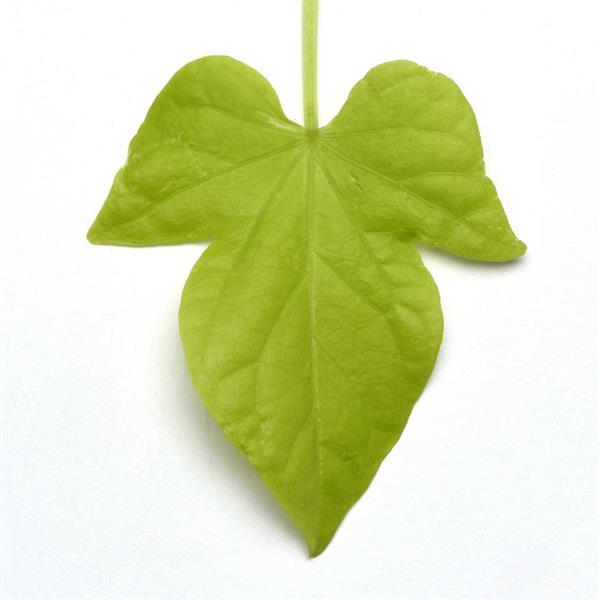 PLANT NAME Bloom