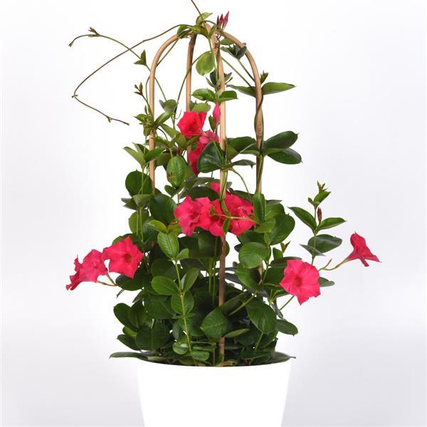 PLANT NAME Container