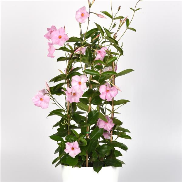 PLANT NAME Container