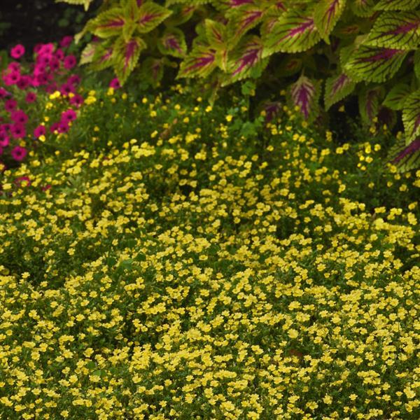 PLANT NAME Commercial Landscape 1