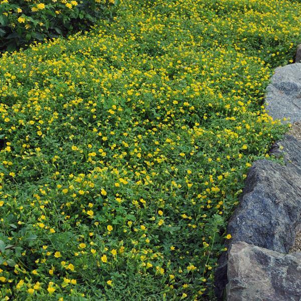 PLANT NAME Landscape