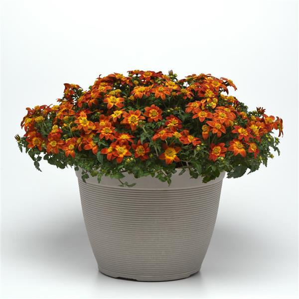 PLANT NAME Container