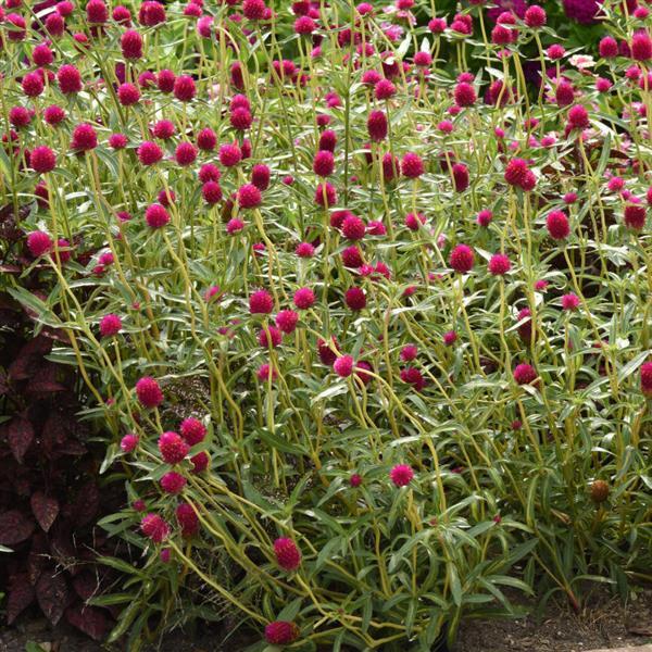 PLANT NAME Landscape