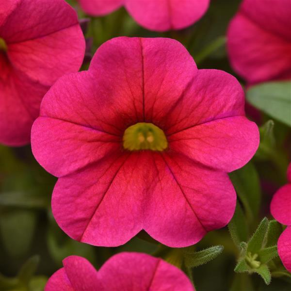 PLANT NAME Bloom