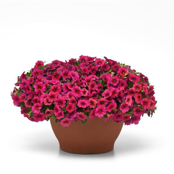 PLANT NAME Container