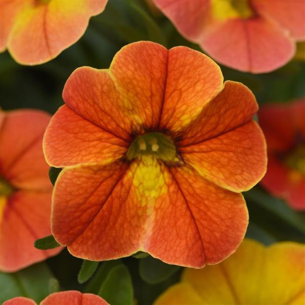 PLANT NAME Bloom