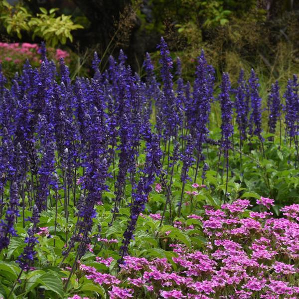 PLANT NAME Landscape