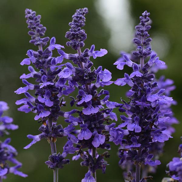 PLANT NAME Bloom