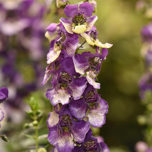 PLANT NAME Bloom