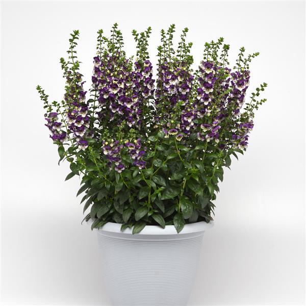 PLANT NAME Container