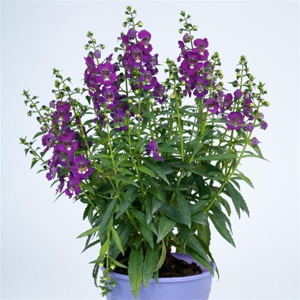PLANT NAME Container