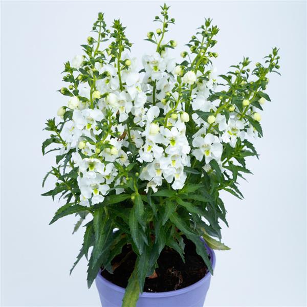 PLANT NAME Container