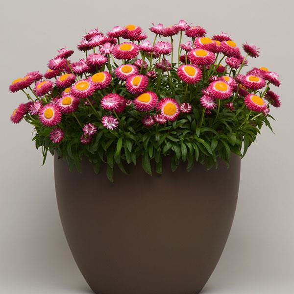 PLANT NAME Container