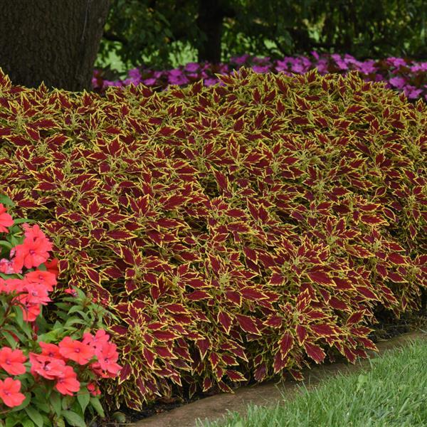 PLANT NAME Commercial Landscape 1